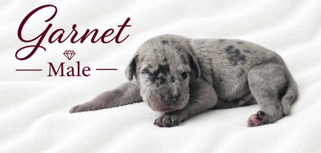 The Gems..Great Dane Puppies media 3