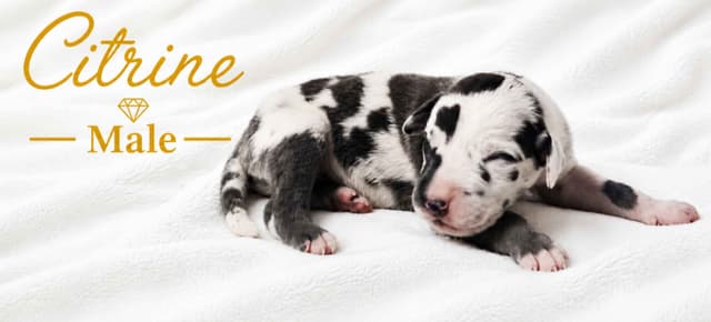 The Gems..Great Dane Puppies media 2