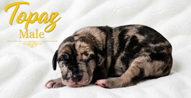 The Gems..Great Dane Puppies media 5