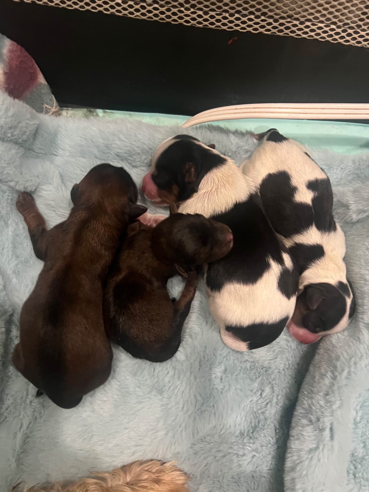 Yorkshire Terrier Puppies breeder image 4
