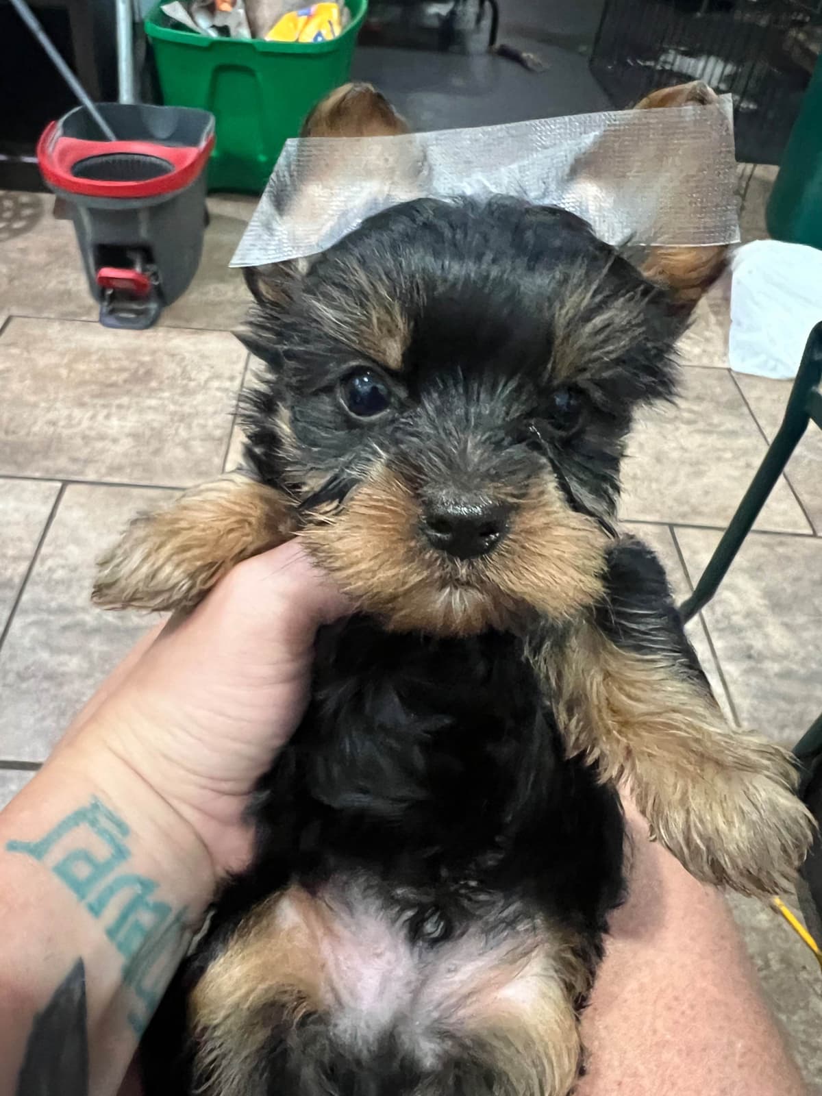 Yorkshire Terrier Puppies breeder image 3