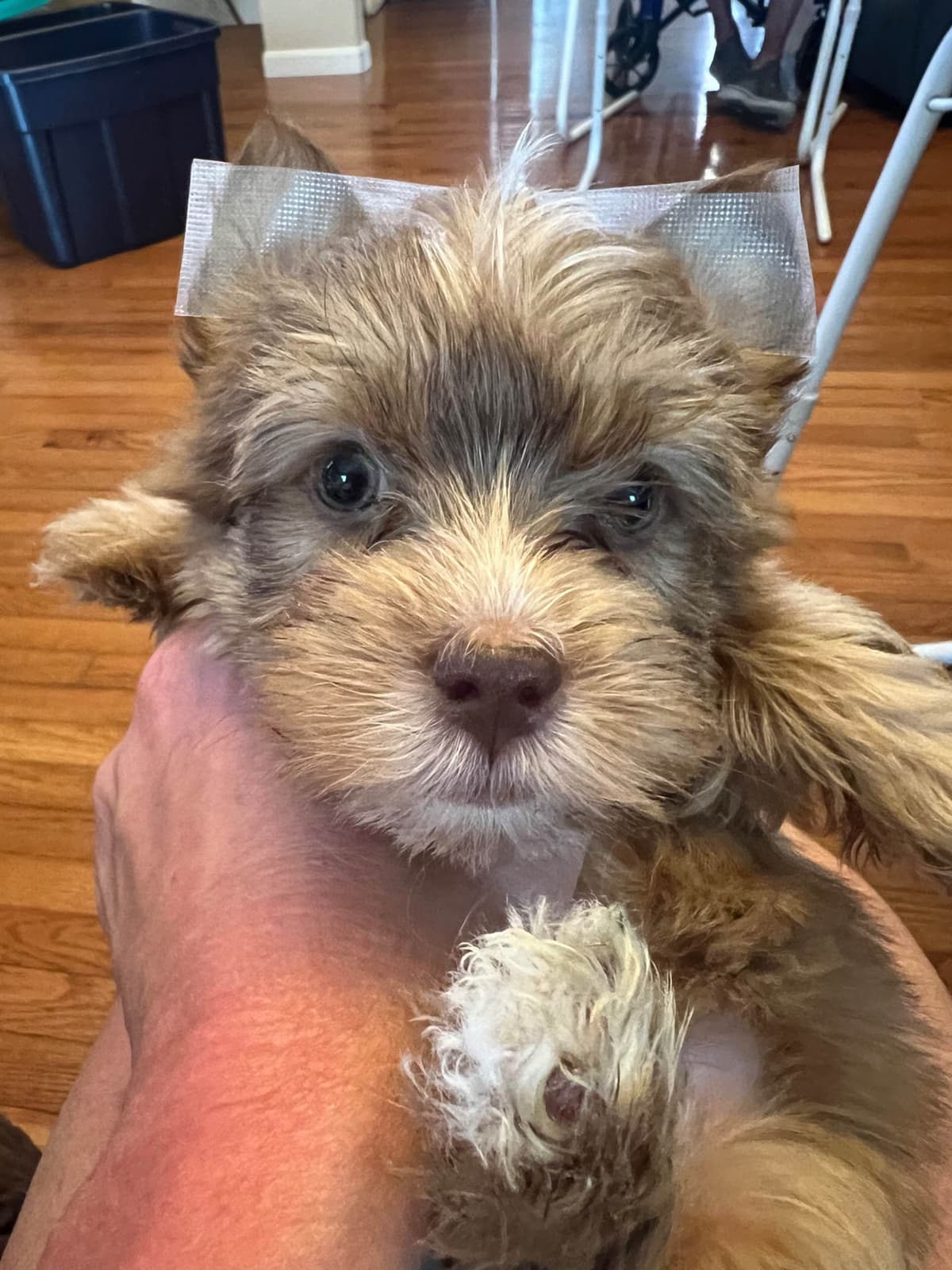 Yorkshire Terrier Puppies breeder image 7