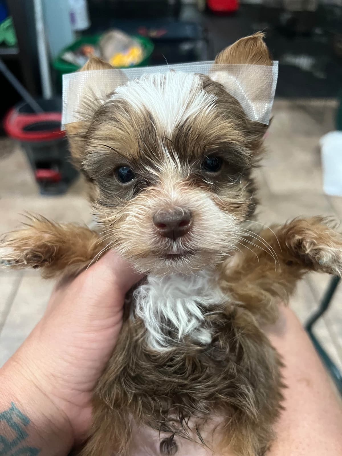 Yorkshire Terrier Puppies breeder image 6