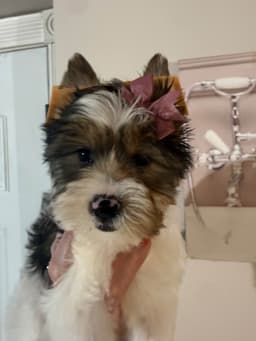 Yorkshire Terrier Puppies thumbnail 1