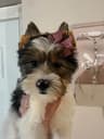Yorkshire Terrier Puppies