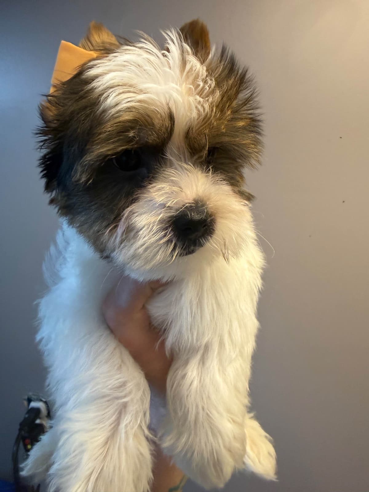Yorkshire Terrier Puppies photo 2