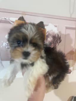 Yorkshire Terrier Puppies thumbnail 3