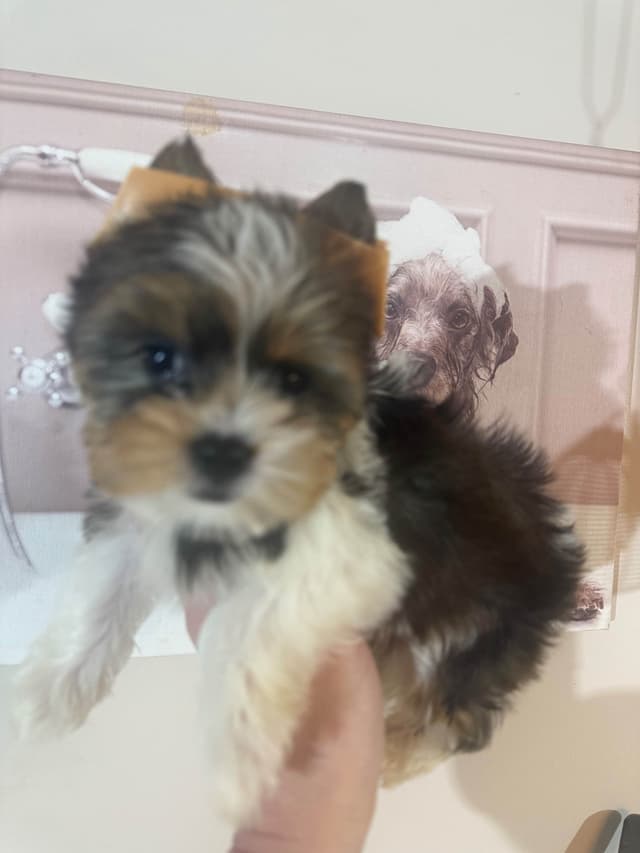 Yorkshire Terrier Puppies media 3