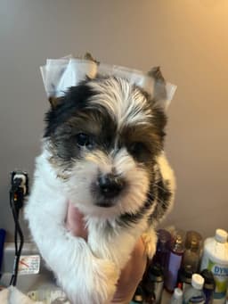 Yorkshire Terrier Puppies thumbnail 4