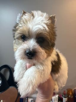 Yorkshire Terrier Puppies thumbnail 5