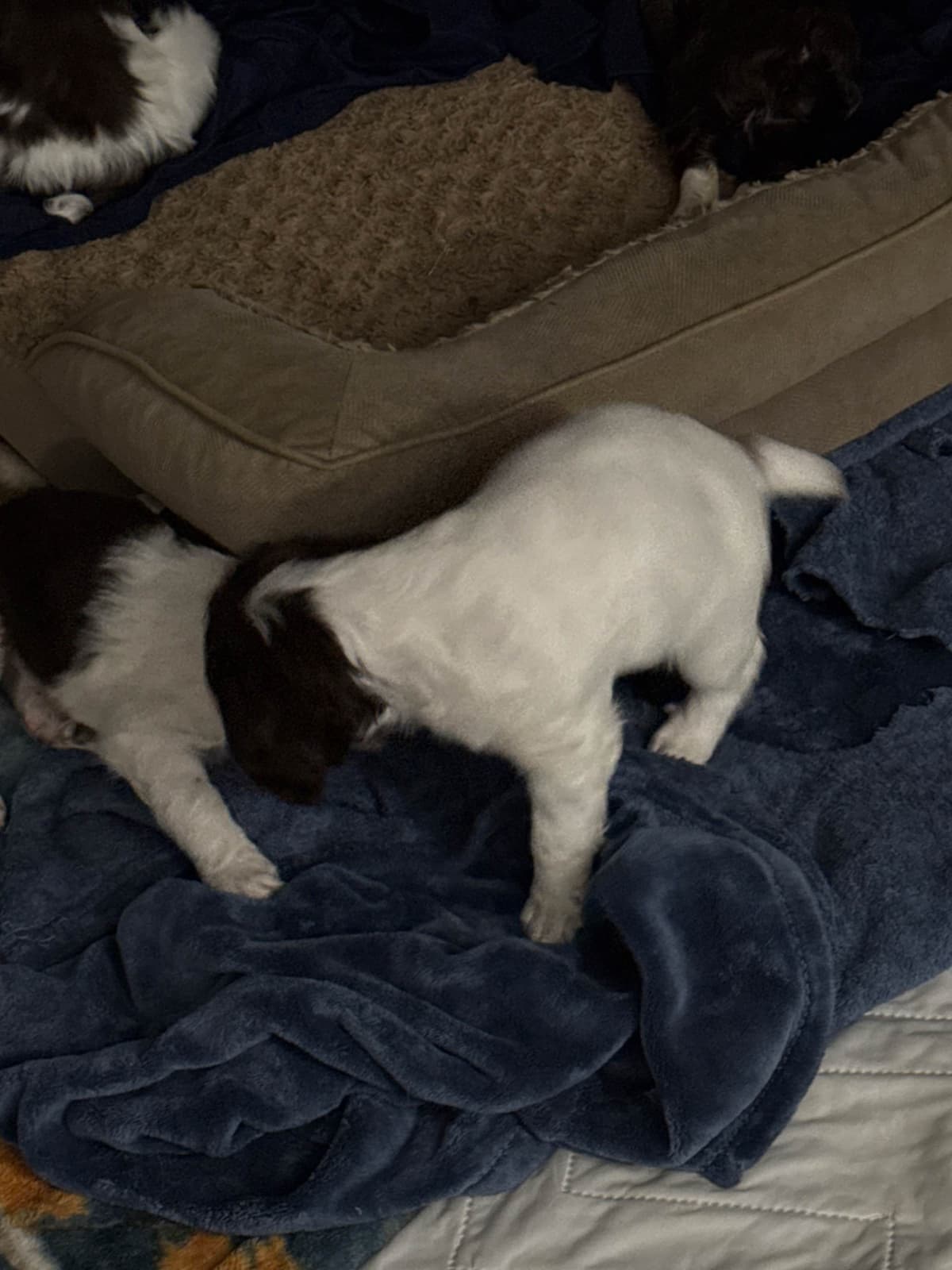 Brittany Puppies breeder image 1