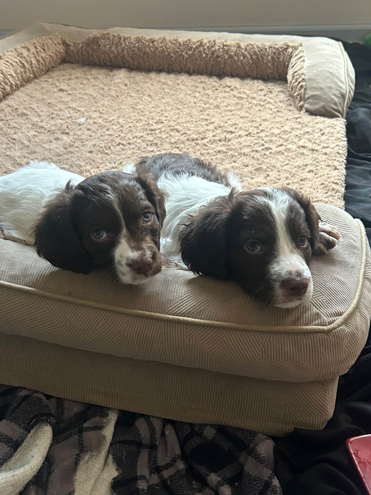 Brittany Puppies breeder image 3