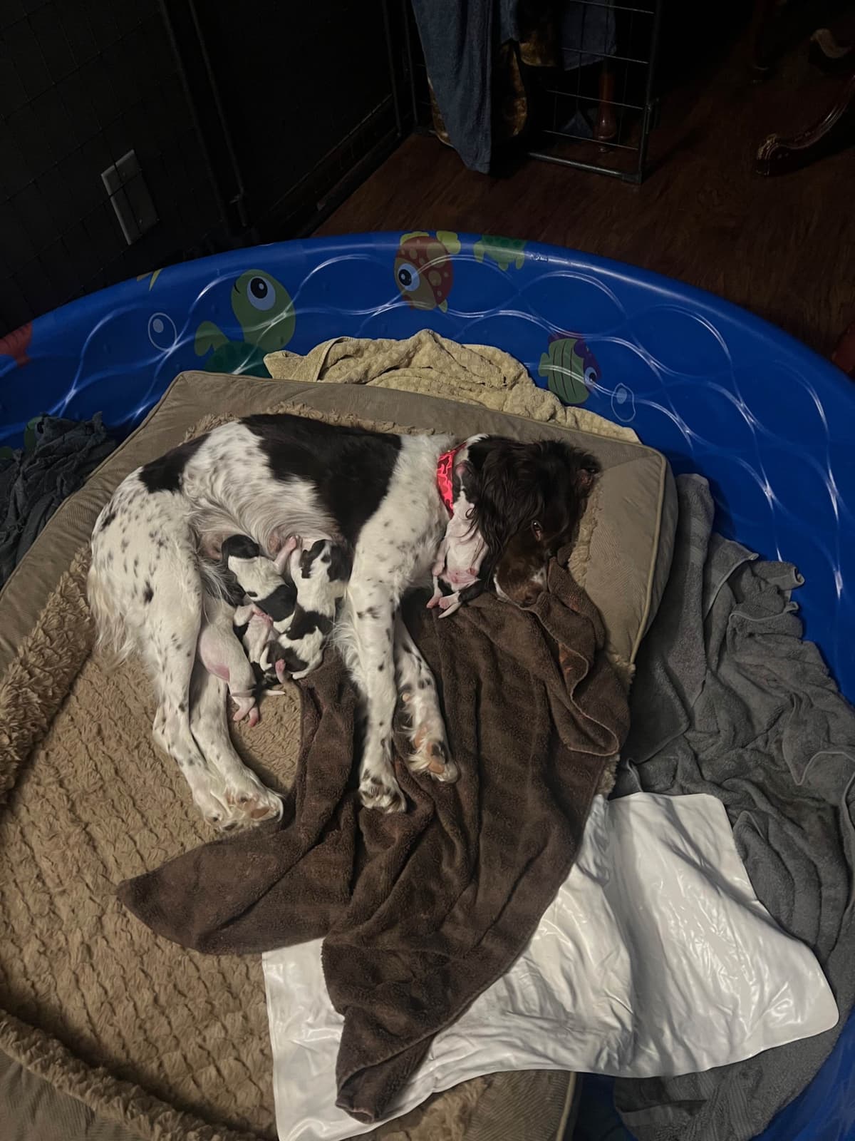 Brittany Puppies breeder image 4