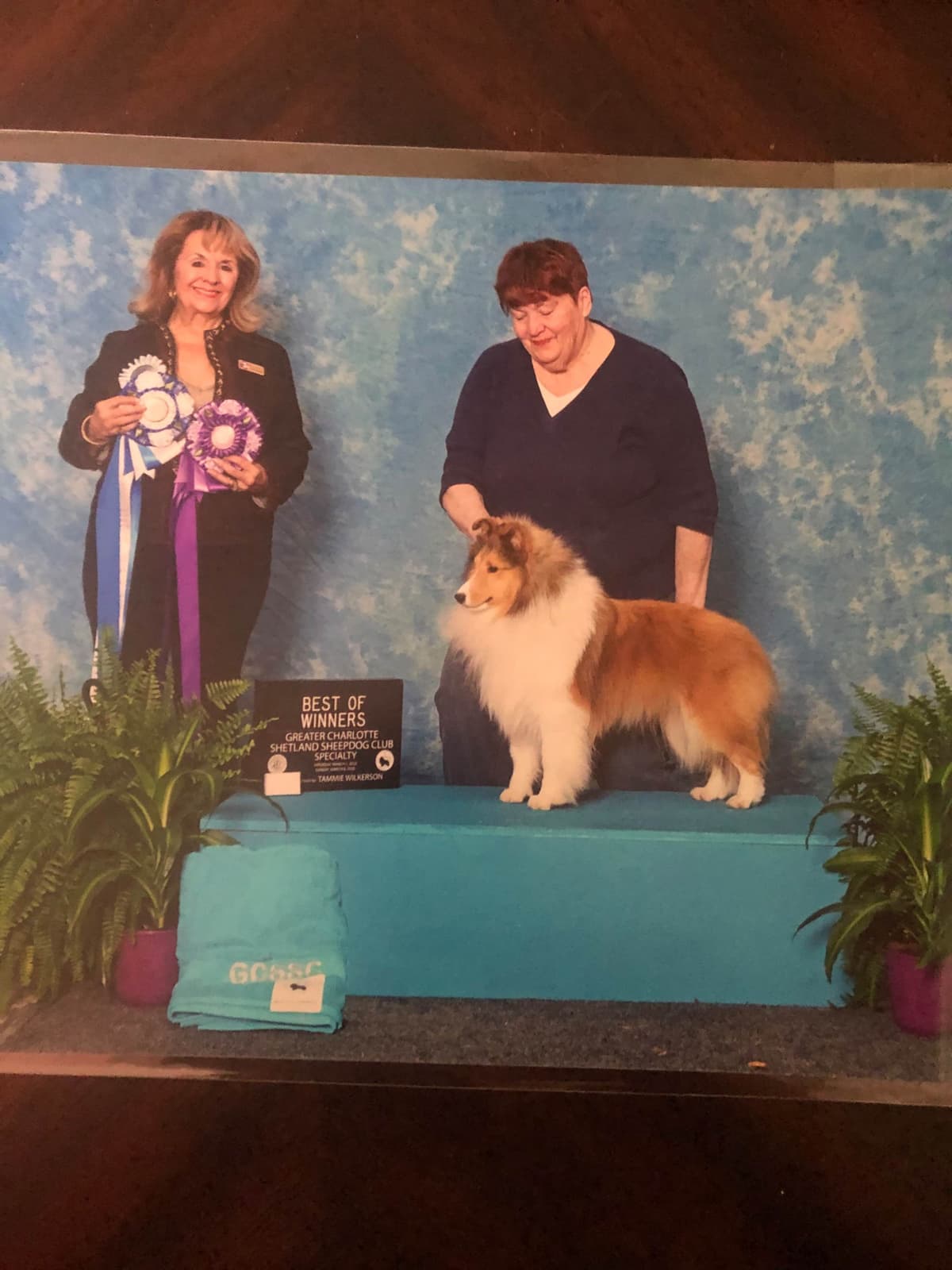 Shetland Sheepdog Puppy breeder image 3