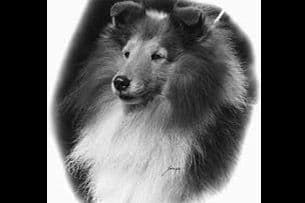 Shetland Sheepdog Puppy breeder image 1