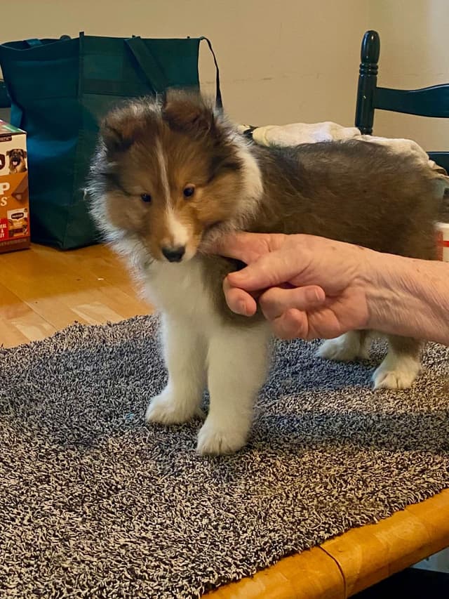 Shetland Sheepdog Puppy media 2