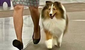 Shetland Sheepdog Puppy media 4