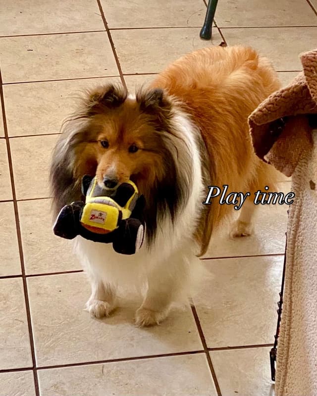 Shetland Sheepdog Puppy media 6