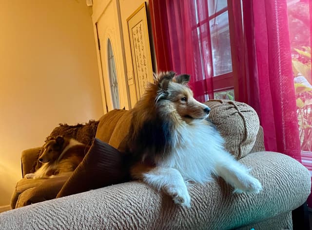 Shetland Sheepdog Puppy media 8