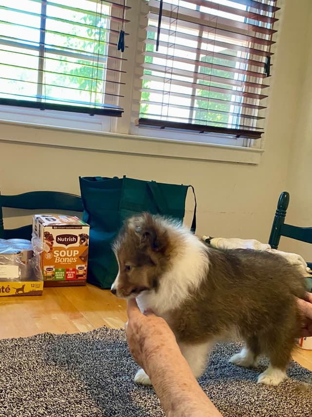 Shetland Sheepdog Puppy media 3