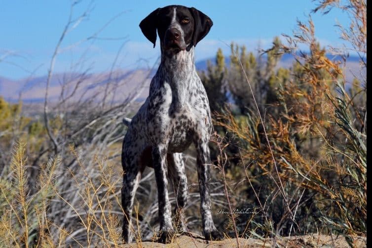 German Shorthaired Pointer Puppies breeder image 7