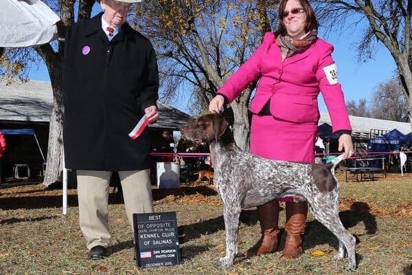 German Shorthaired Pointer Puppies breeder image 6
