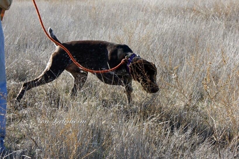 German Shorthaired Pointer Puppies breeder image 5
