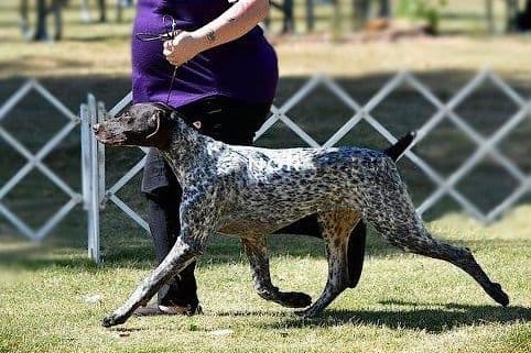 German Shorthaired Pointer Puppies breeder image 4
