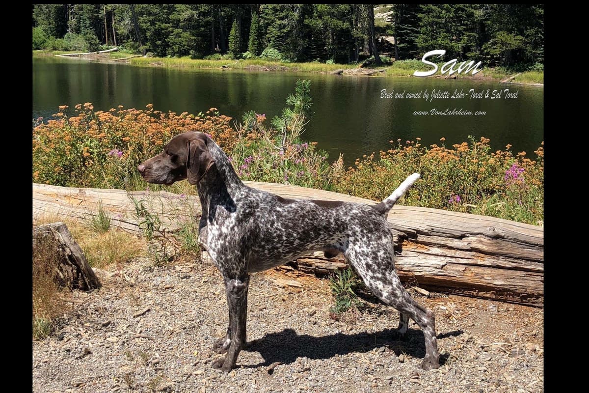 German Shorthaired Pointer Puppies breeder image 8