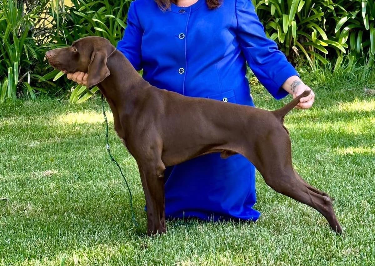 German Shorthaired Pointer Puppies breeder image 14