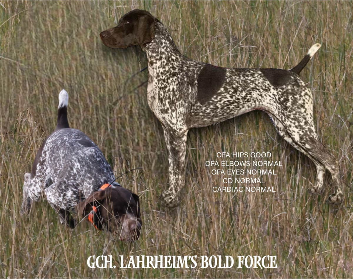 German Shorthaired Pointer Puppies breeder image 15