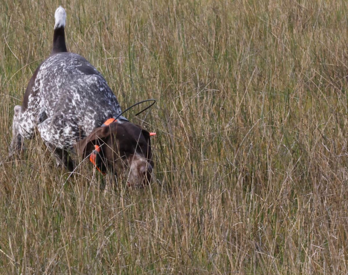 German Shorthaired Pointer Puppies breeder image 17