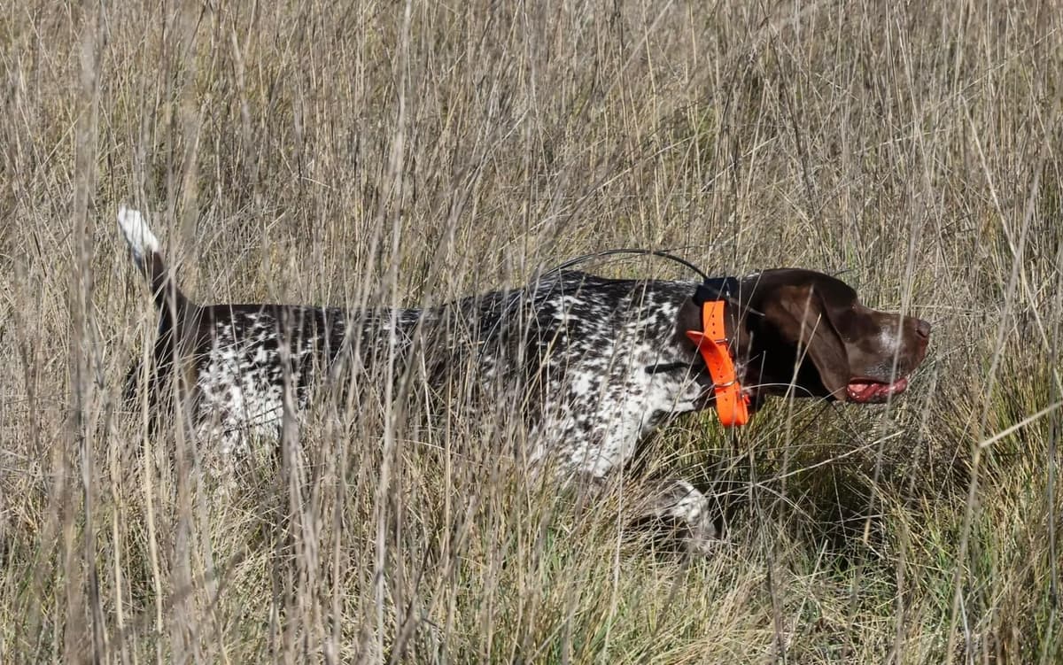 German Shorthaired Pointer Puppies breeder image 18