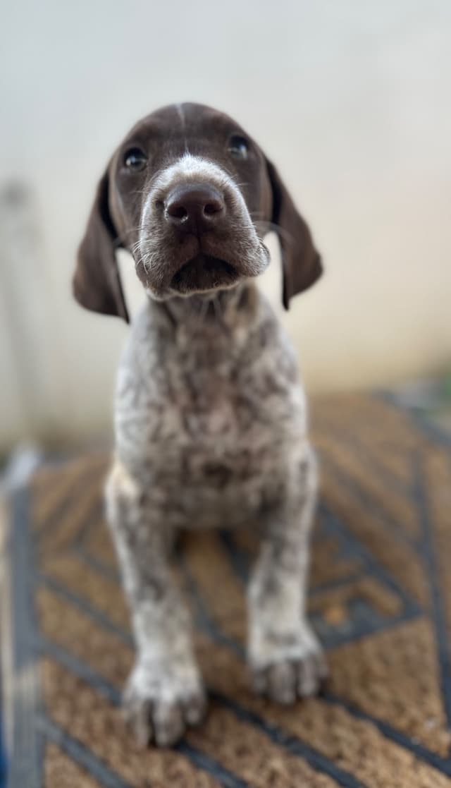 German Shorthaired Pointer Puppies media 2