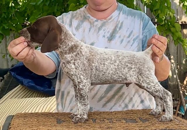 German Shorthaired Pointer Puppies media 3