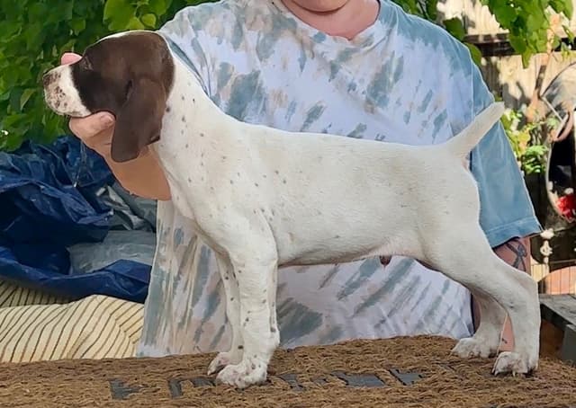 German Shorthaired Pointer Puppies media 4