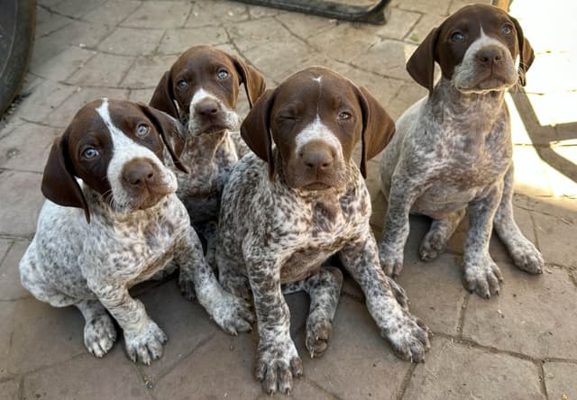 German Shorthaired Pointer Puppies media 5