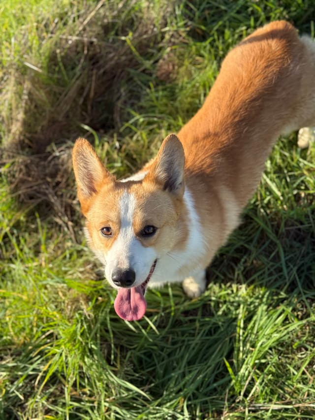 Pembroke Welsh Corgi Puppies media 14