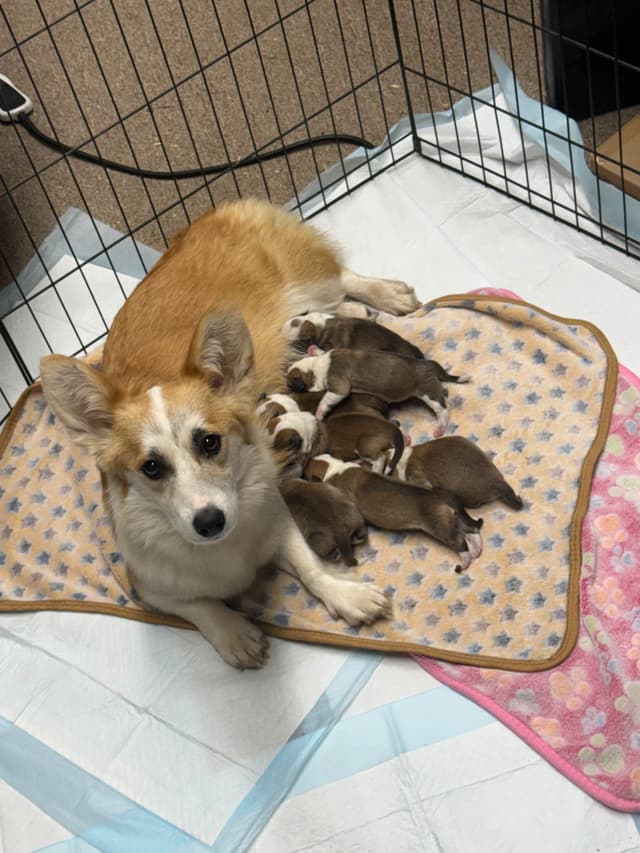Pembroke Welsh Corgi Puppies media 13