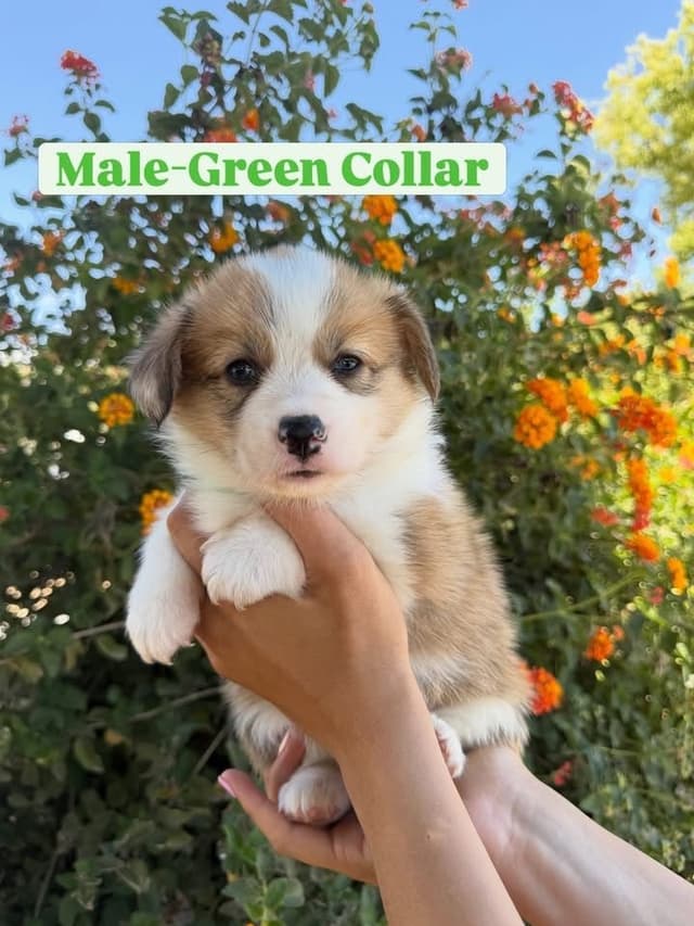 Pembroke Welsh Corgi Puppies media 6