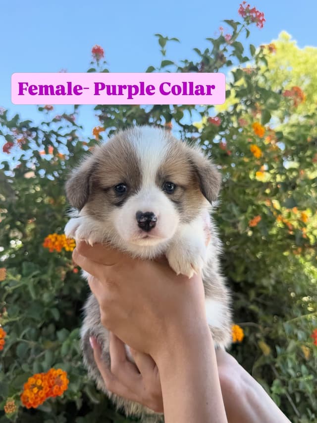 Pembroke Welsh Corgi Puppies media 7