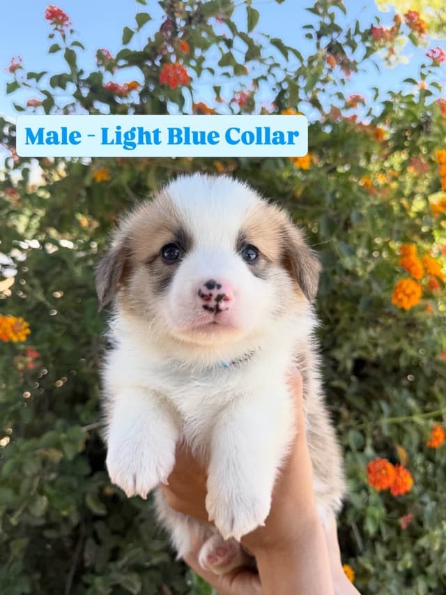 Pembroke Welsh Corgi Puppies media 10