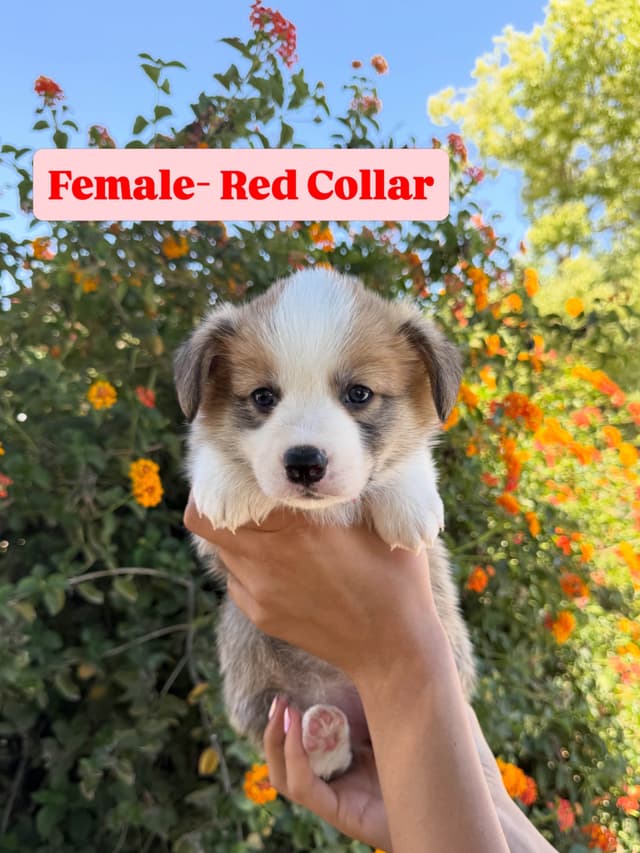 Pembroke Welsh Corgi Puppies media 9