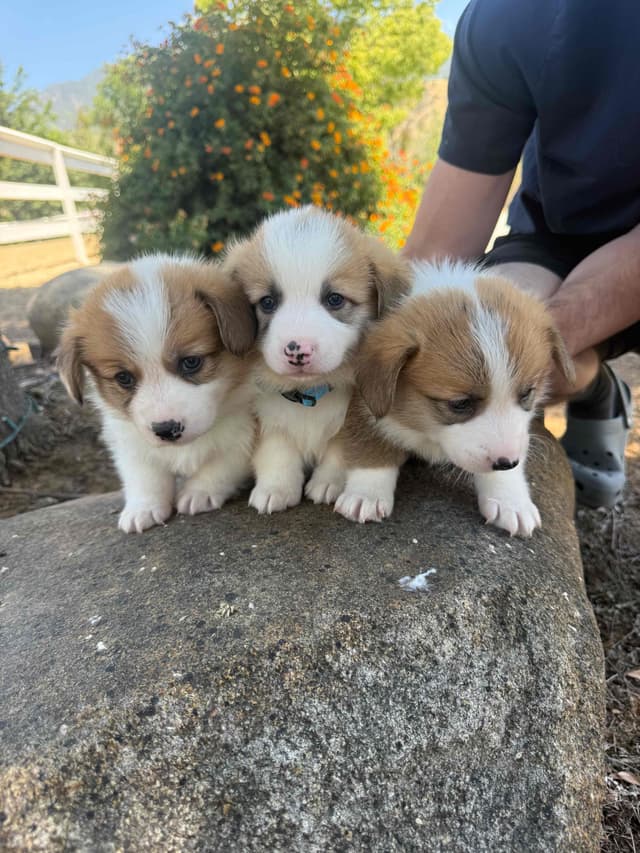 Pembroke Welsh Corgi Puppies media 11
