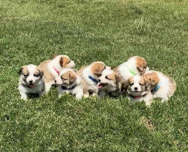 Pembroke Welsh Corgi Puppies media 12