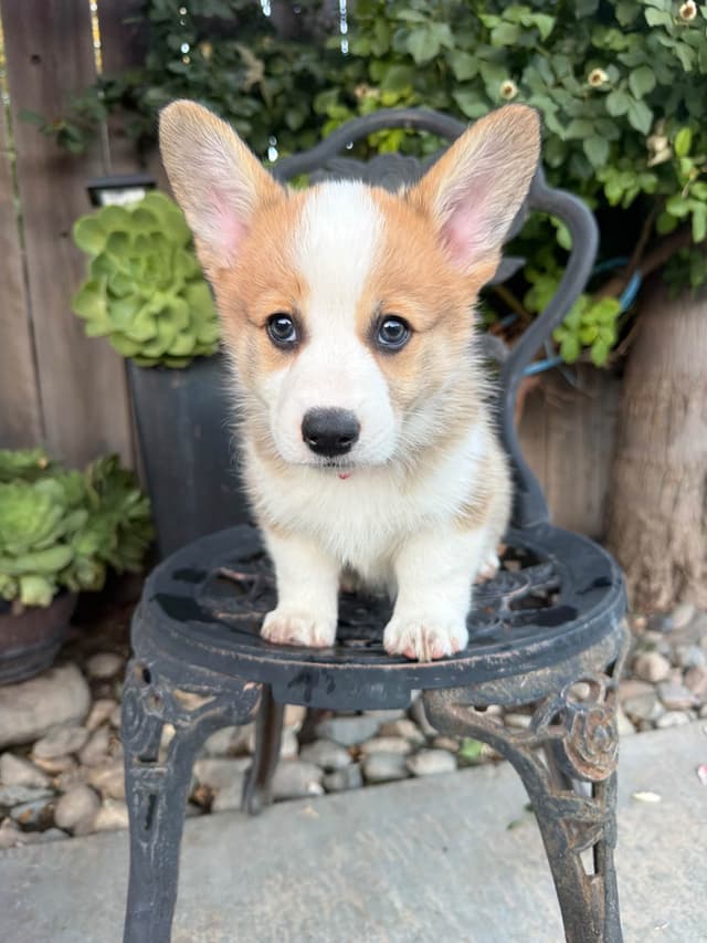 Pembroke Welsh Corgi Puppies media 4
