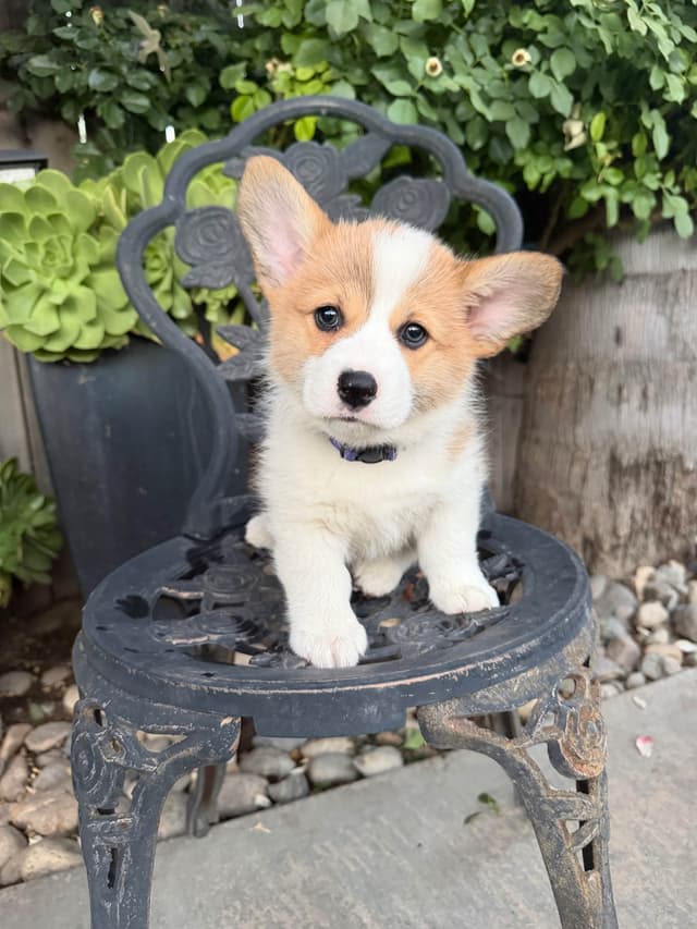 Pembroke Welsh Corgi Puppies media 2