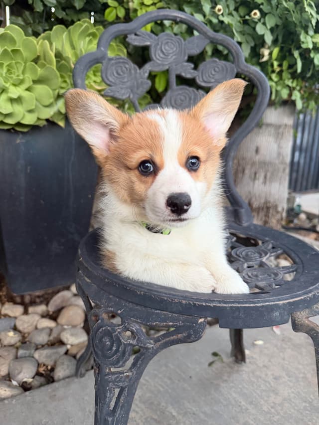 Pembroke Welsh Corgi Puppies media 3