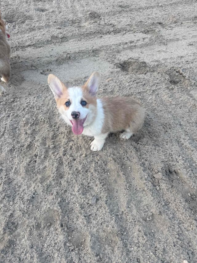 Pembroke Welsh Corgi Puppies media 5