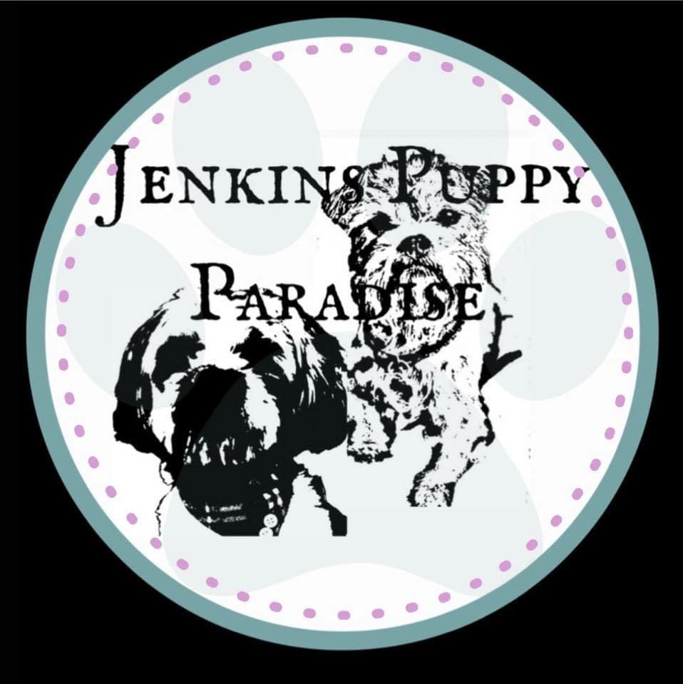 Jenkins Puppy Paradise AKC Shih Tzu Puppies breeder image 1